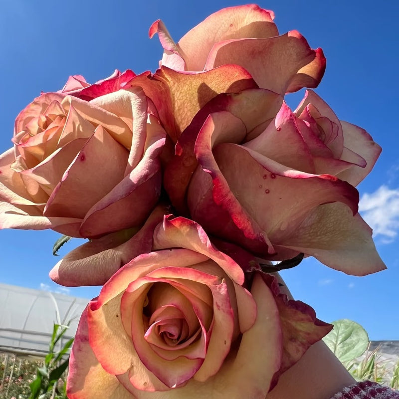 Glad Tidings Rose