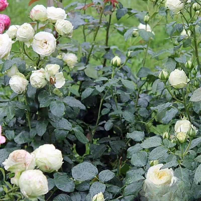 Wedding Piano Rose