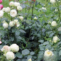 Wedding Piano Rose