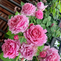 Bienvenue Rose