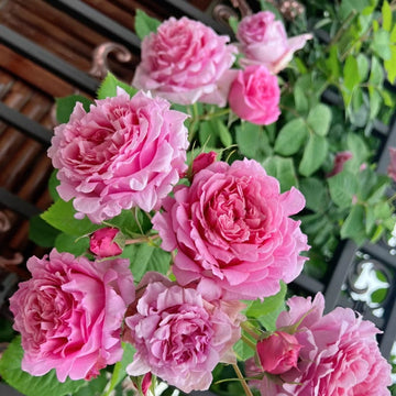 Bienvenue Rose