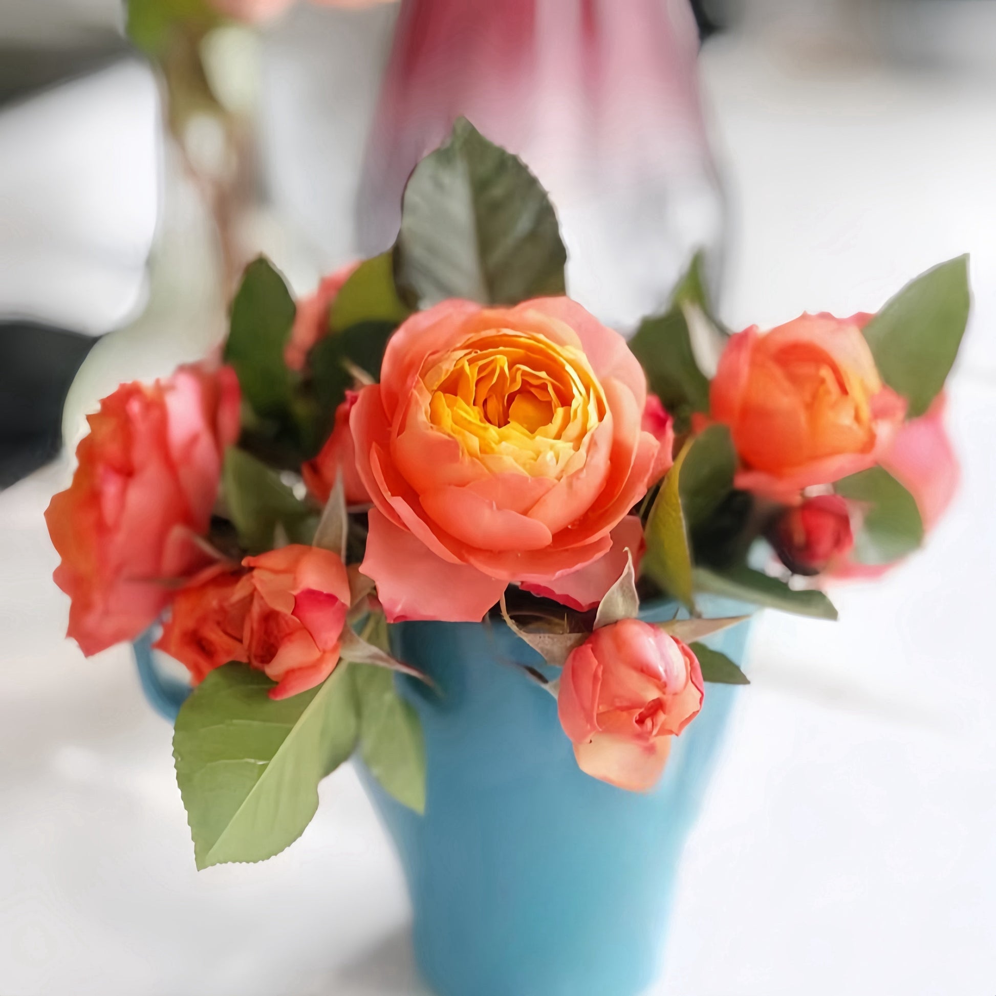 Mango Romantica Rose