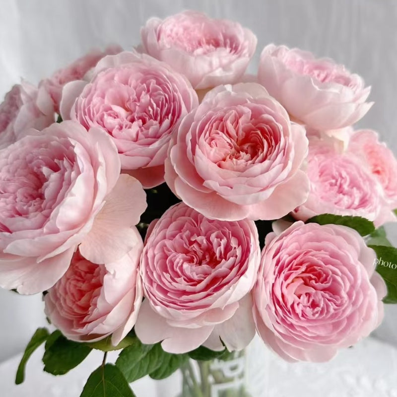 Queen of Sweden Rose