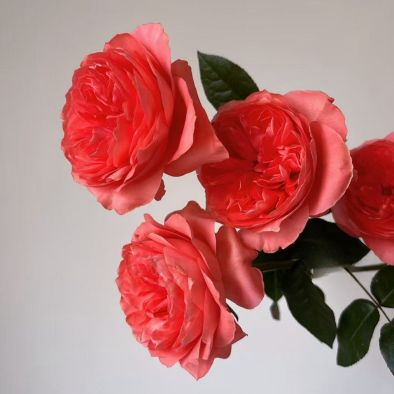 Candy X-Pression Rose