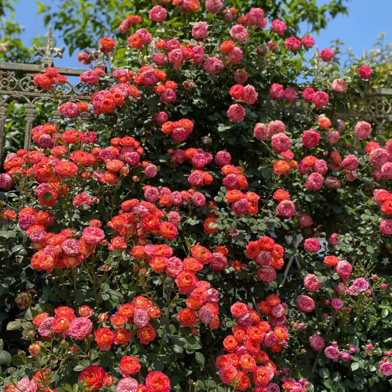 Baby Romantica Cl Rose (also known as Soleil Romantica) 