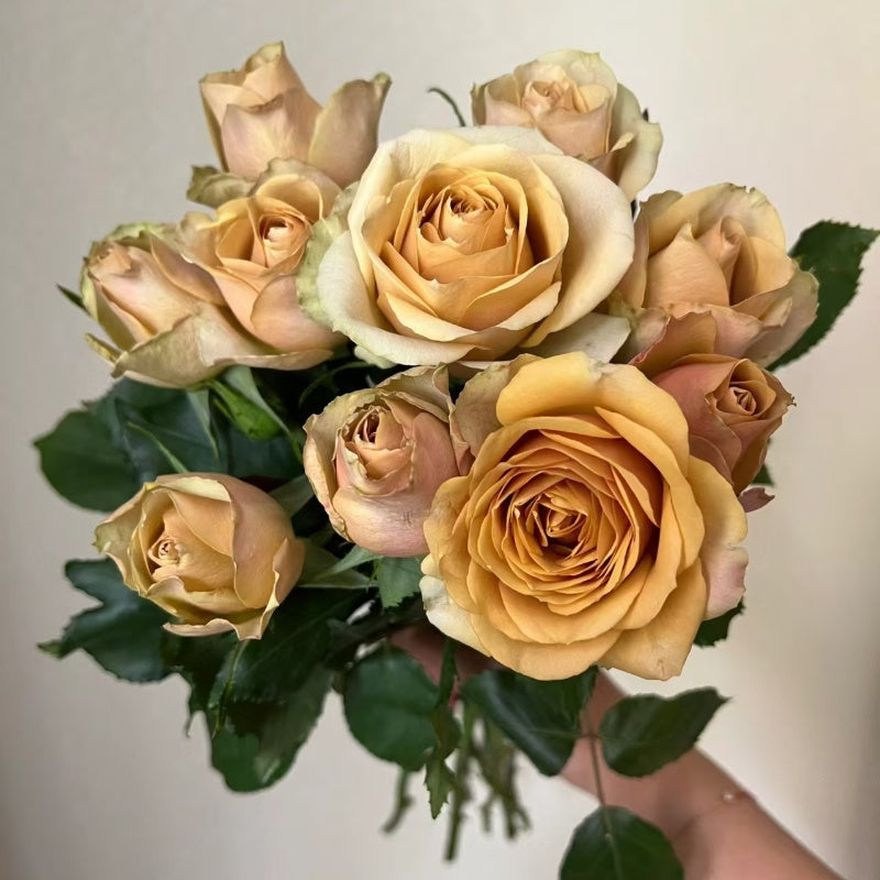 Pine Dream Rose