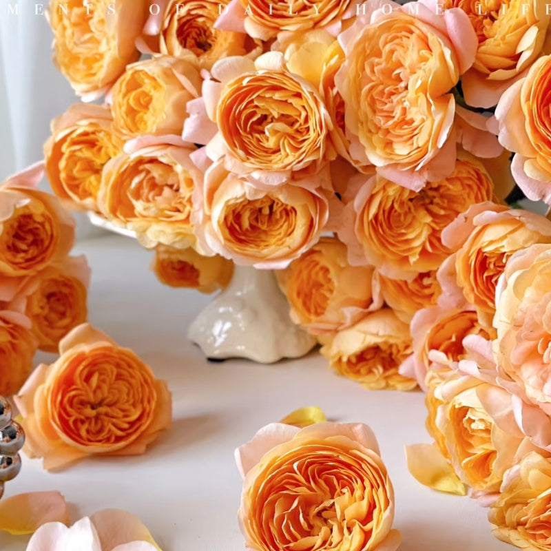 Juicy Terrazza Rose