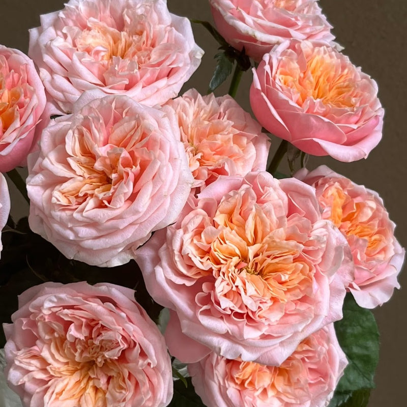 Notting Hill Rose
