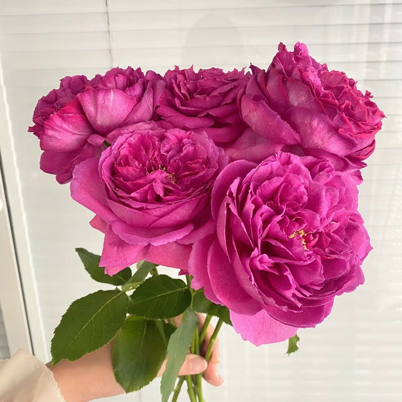 Yves Piaget Rose