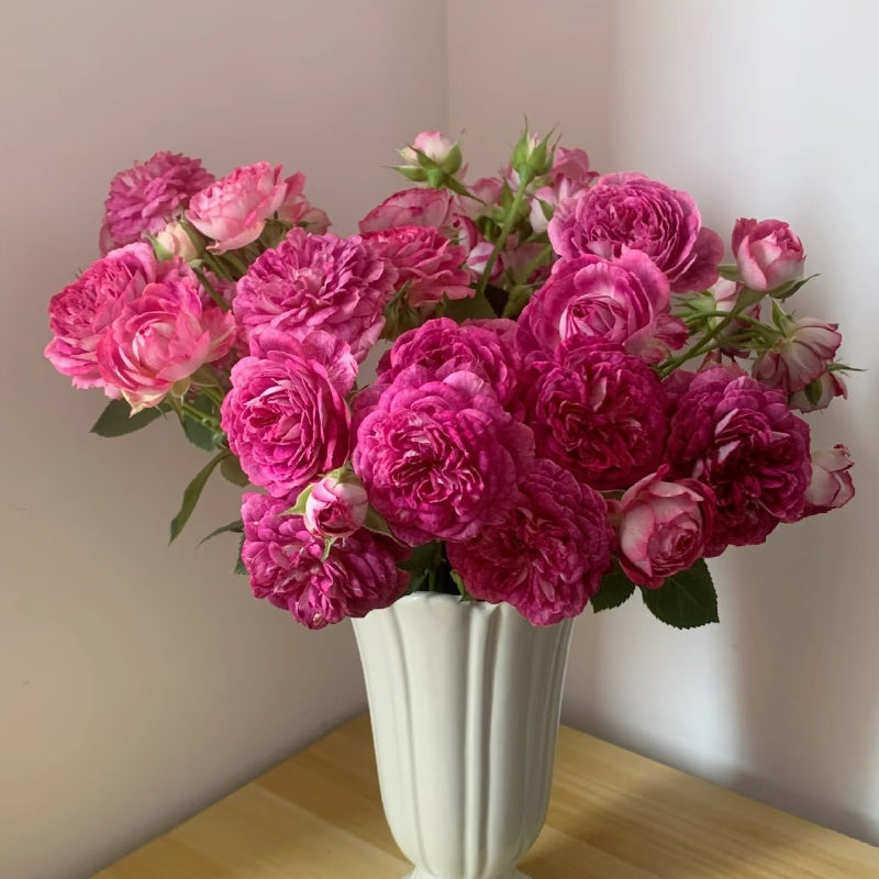 Huddersfield Choral Society Rose