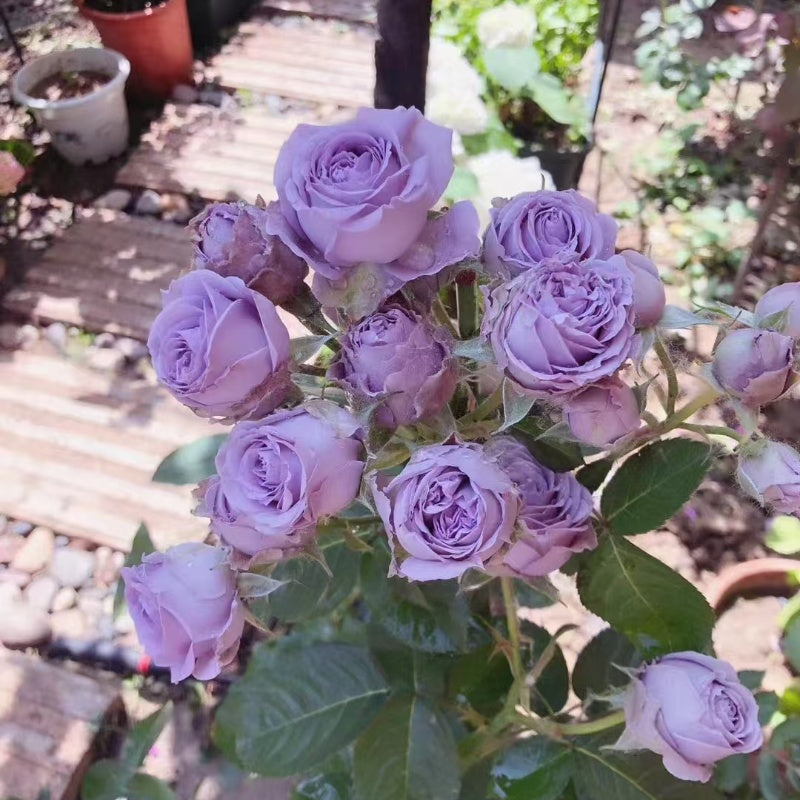 Blue Pompon Rose