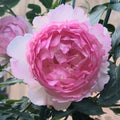 Fragrance of Fragrances Rose