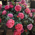 Cinnabar Bowl Rose
