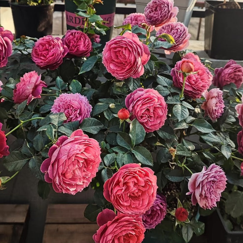 Cinnabar Bowl Rose