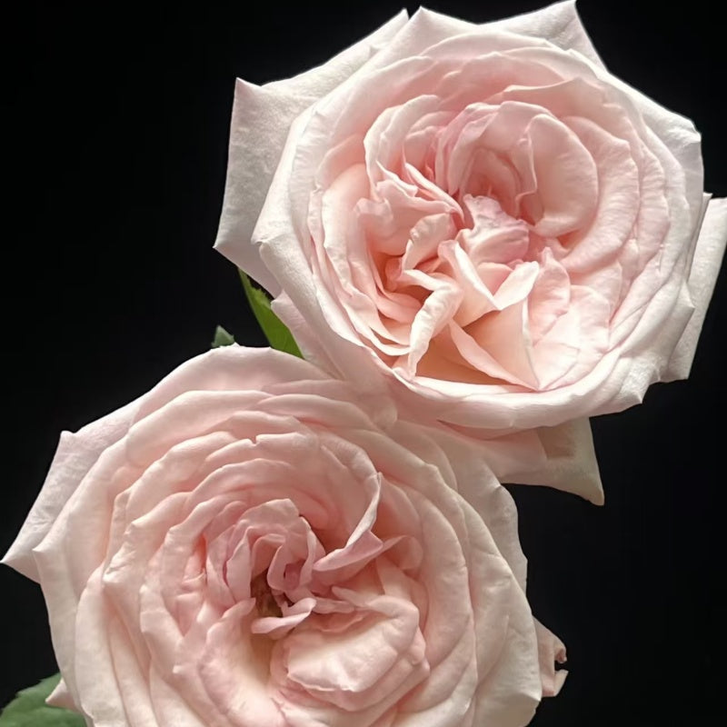 Pink O’Hara Rose