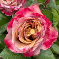 Pimms Rose