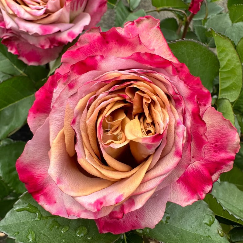 Pimms Rose