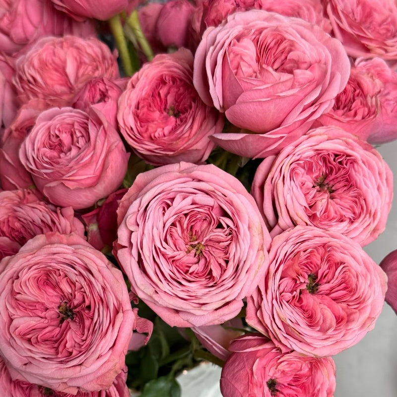 Bella Trendsetter Rose