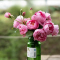 Royal Jubilee Rose