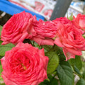 Coral Gemstone Beauty  Rose