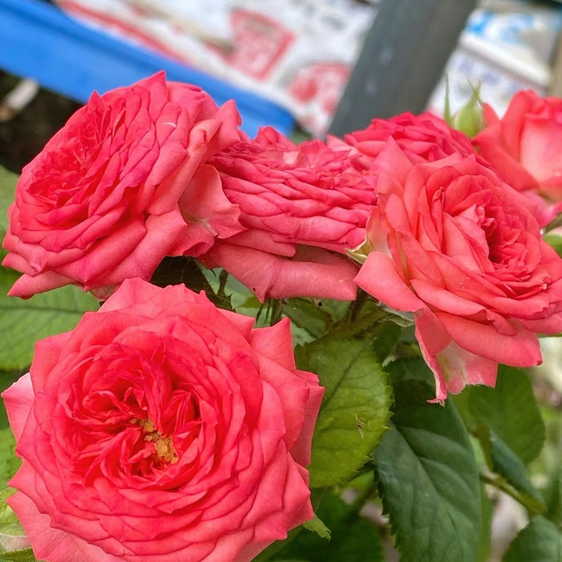 Coral Gemstone Beauty  Rose