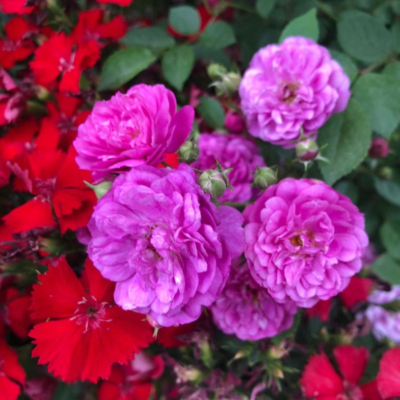 Sweet Chariot Rose