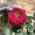 Grand Jubilee Rose