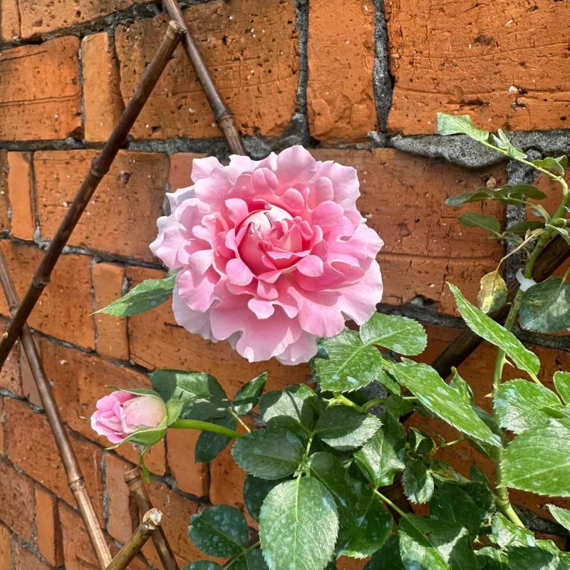 Fancy Ruffle Rose – Elegant Garden Rose – Fast-growing-Plant