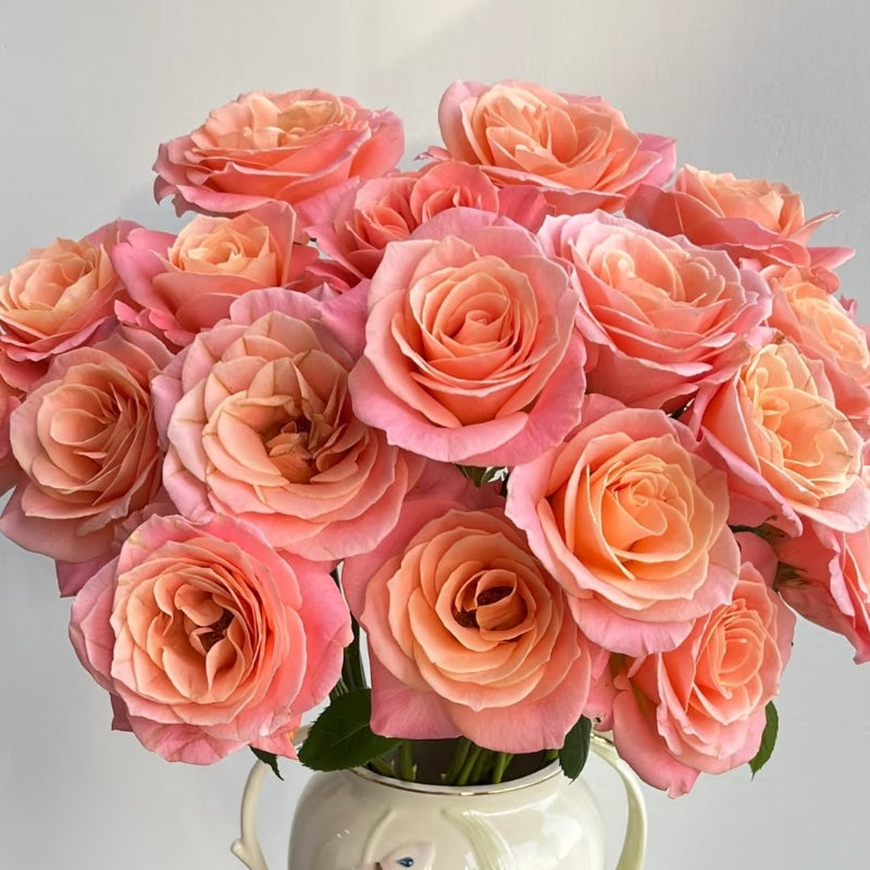 Miss Piggy Rose