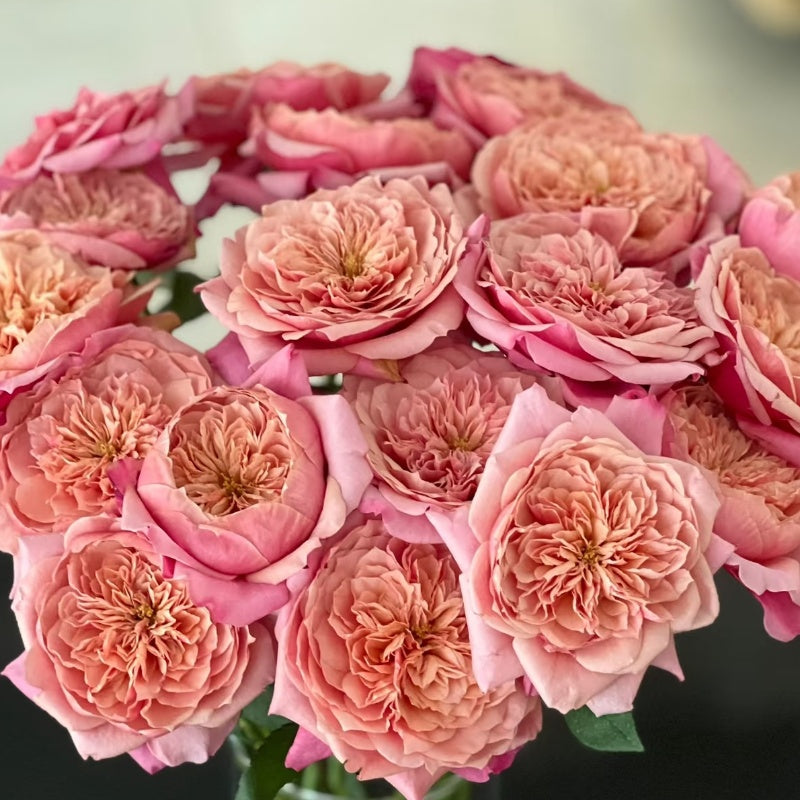 Miyabi Rose