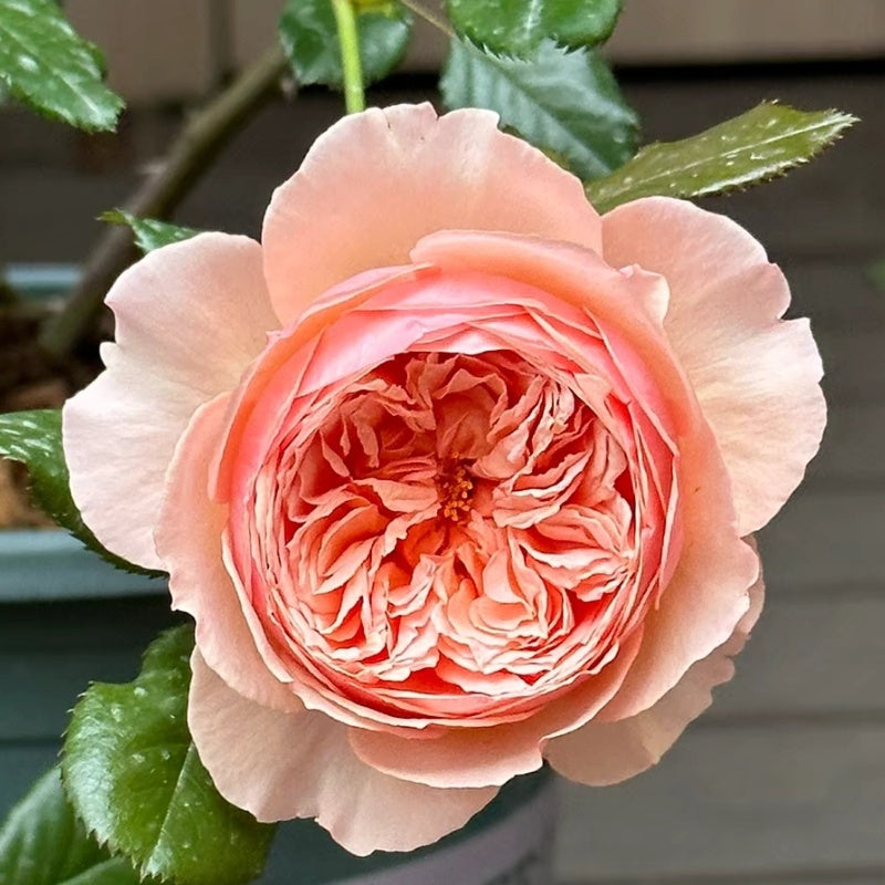 Masora Rose – Elegant Garden Rose – Fast-growing-Plant