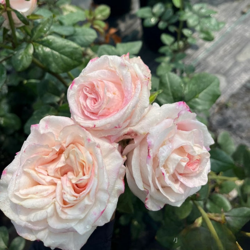 Very Cute Rose