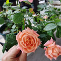 Saturnus King Terrazza Rose