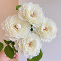 Princess Miyuki Rose