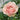 Unforgettable Rose garden rose with elegant blooms