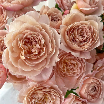 Charlotte Perriand Rose