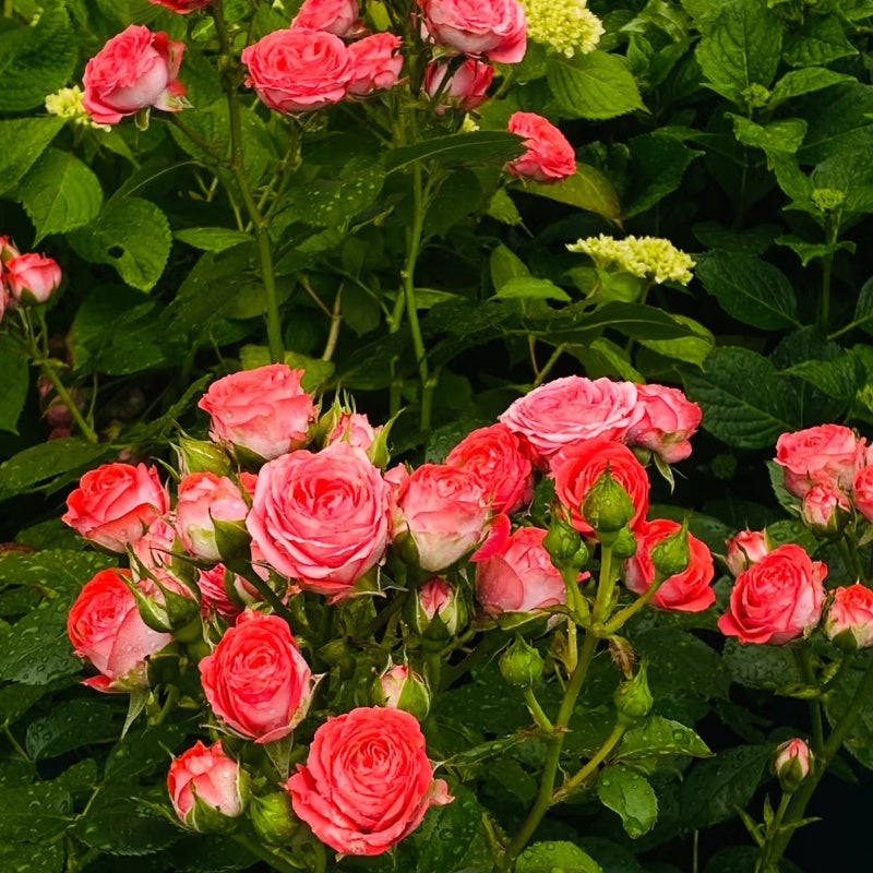 Coral Gemstone Beauty  Rose