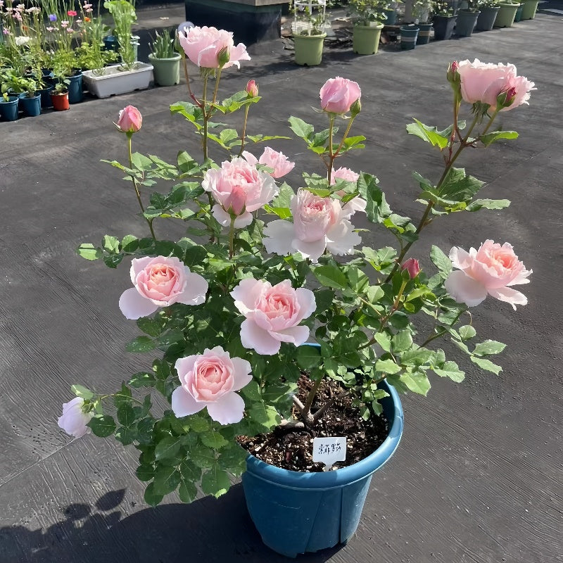 Sophie Rochas Rose