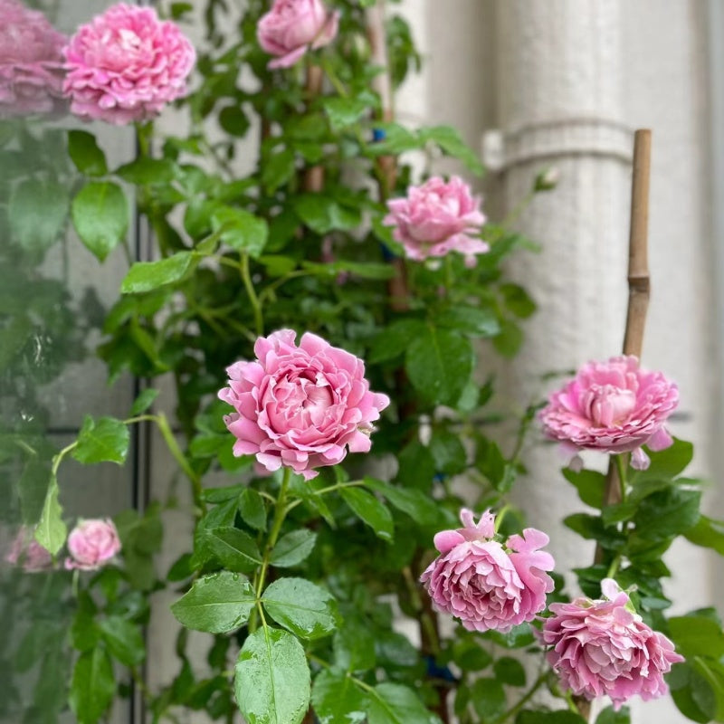 Dream Ruffle Rose Fancy Ruffle Rose – Elegant Garden Rose – Fast-growing-Plant