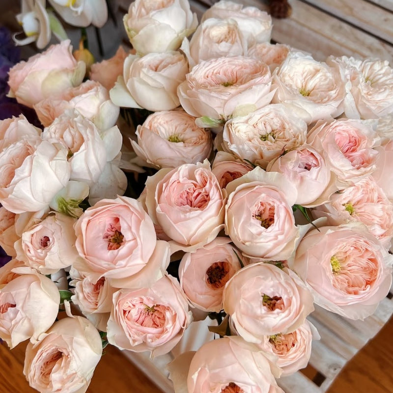 Sweet Diamond Rose