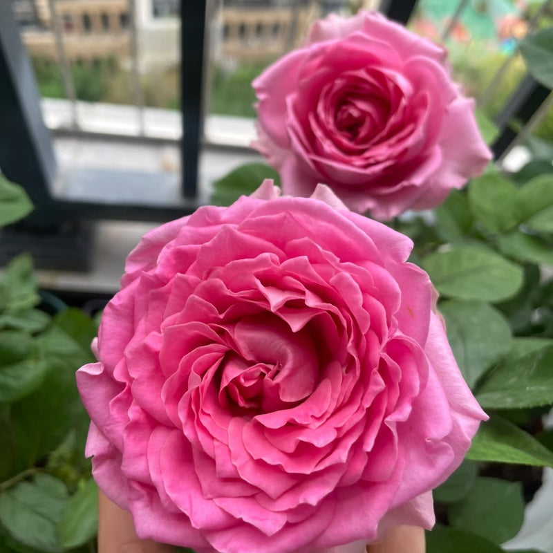 All Four Kiss Rose