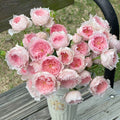 Monique Darve Rose