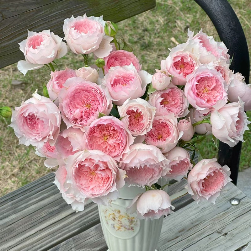 Monique Darve Rose