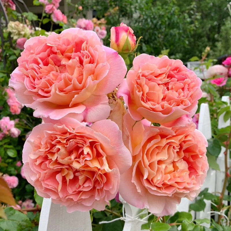 Abraham Darby Rose