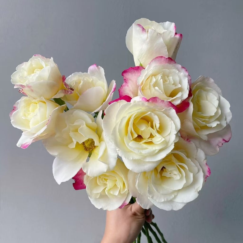 Double Delight Rose