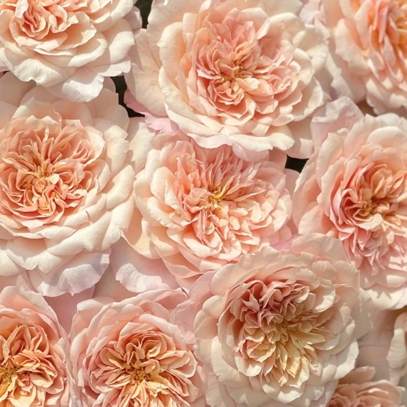 Miyabi Cha Rose