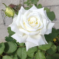 Pape Jean Paul II Rose