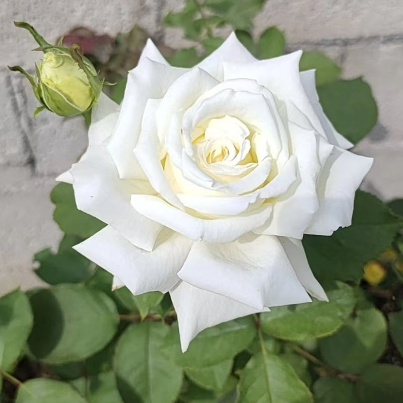 Pape Jean Paul II Rose