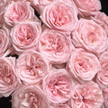 Pink O’Hara Rose