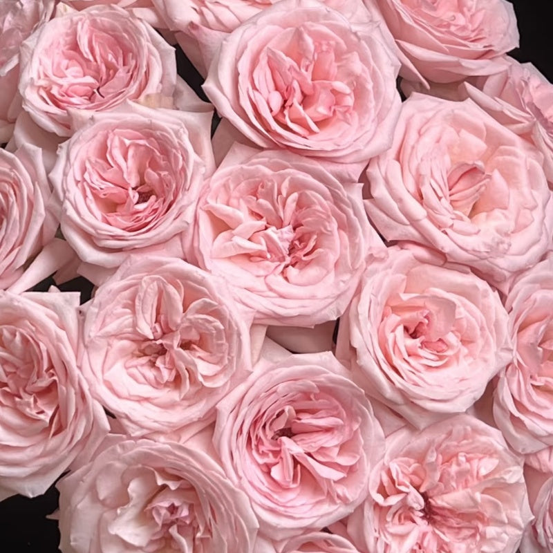 Pink O’Hara Rose